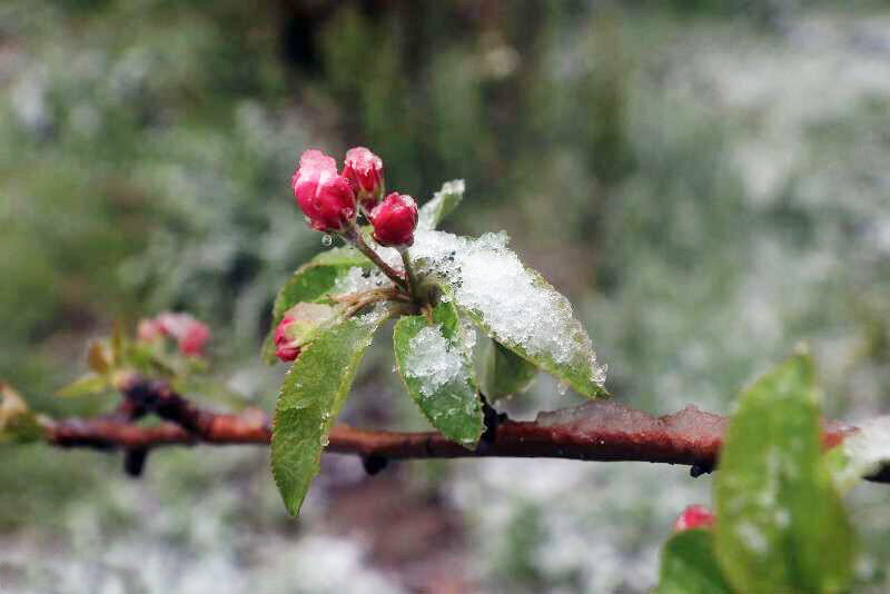 سرمازدگی بهاره باغات کرمان را تهدید می‌کند