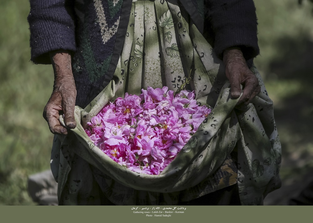 پانزدهمین جشنواره گل‌ محمدی لاله‌زار برگزار می‌شود