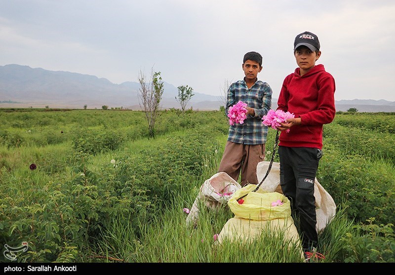 کشاورزان در دام کاهش قیمت گل محمدی