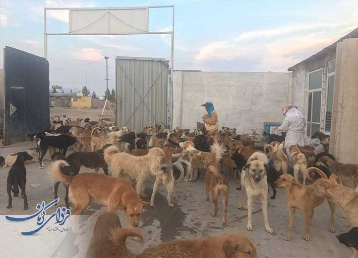 چالش حضور 17 هزار سگ بی‌‌صاحب در شهر کرمان!