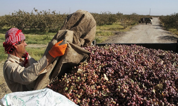 اسکان موقت کارگران فصلی پسته در رفسنجان
