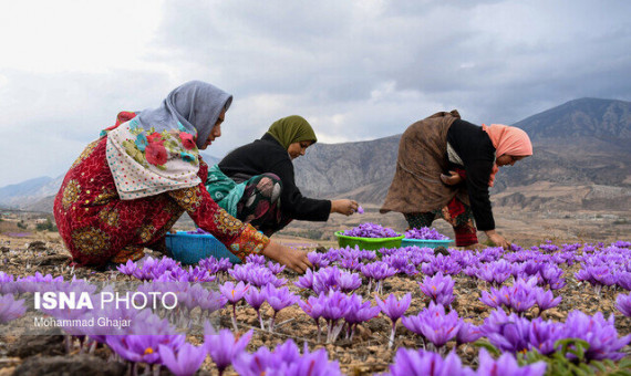 پیش‌بینی برداشت 4800 کیلوگرم زعفران از مزارع استان  