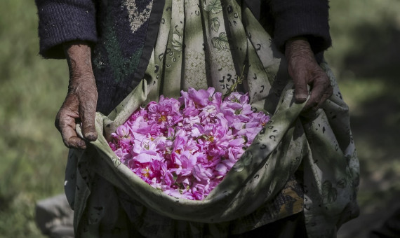 پانزدهمین جشنواره گل‌ محمدی لاله‌زار برگزار می‌شود