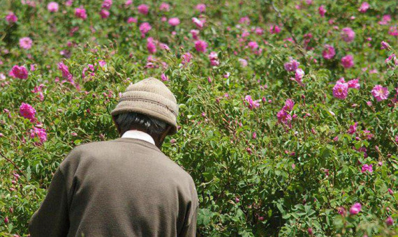 کاهش 40 درصدی تولید گل محمدی در لاله‌زار بردسیر