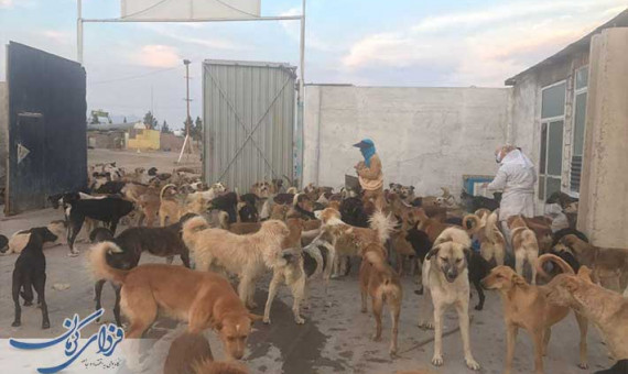 چالش حضور 17 هزار سگ بی‌‌صاحب در شهر کرمان!