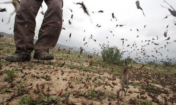 سم‌پاشی 50هزار هکتار از زمین‌های آلوده به ملخ در سطح کشور