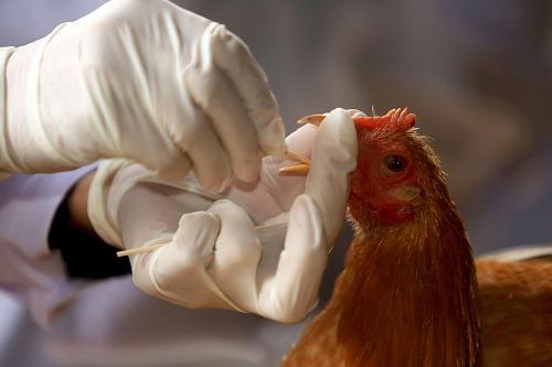 آنفلوآنزای فوق‌حاد پرندگان در مرغداری‌ها گزارش نشده است