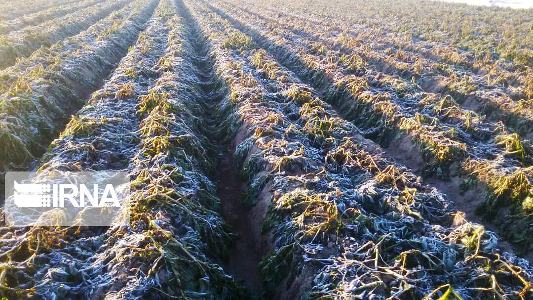   خسارت 164 میلیارد تومانی سرما به کشاورزی جنوب استان 