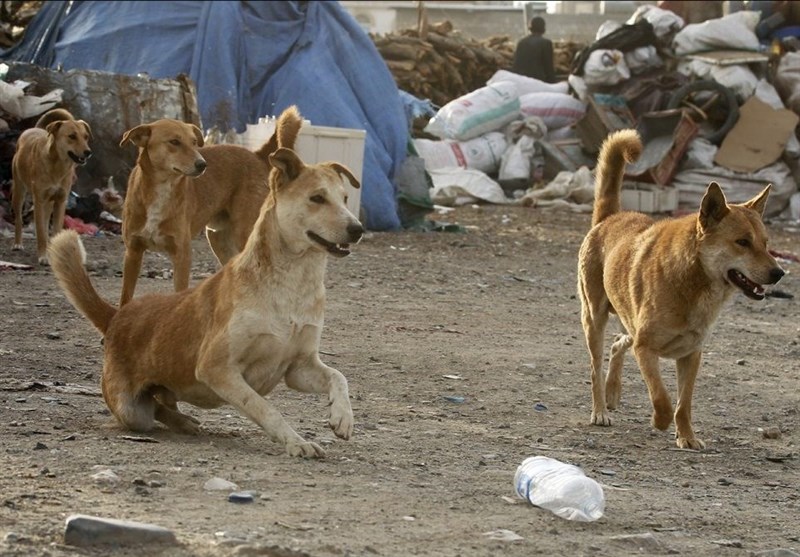  حملۀ سگ‌ها منجر به مرگ یک زن در رفسنجان شد