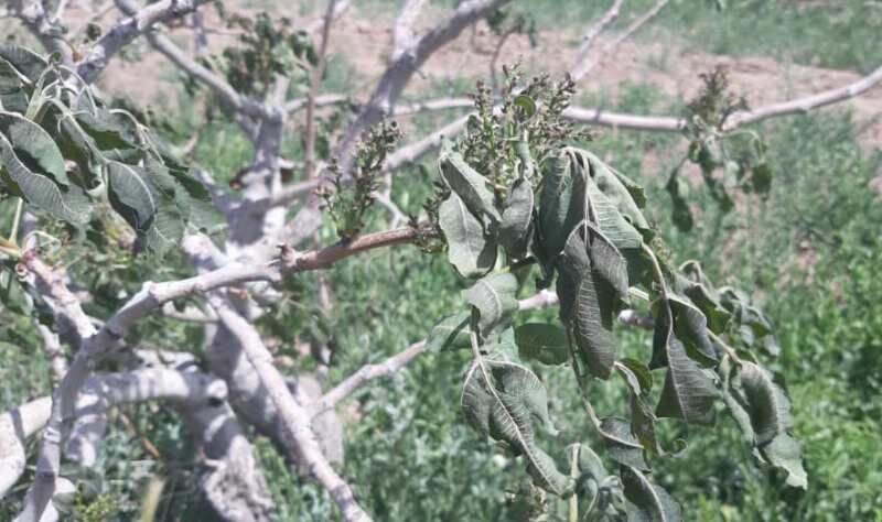 سرمای بهاره 19 هزار میلیارد ریال به باغ‌های پسته سیرجان خسارت زد