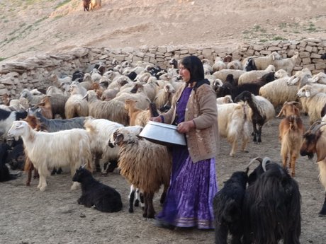   عشایر استان با بحران کمبود علوفۀ دامی مواجهند 