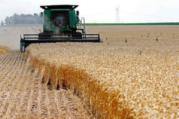  قیمت جدید گندم هفتۀ آینده اعلام می‌شود