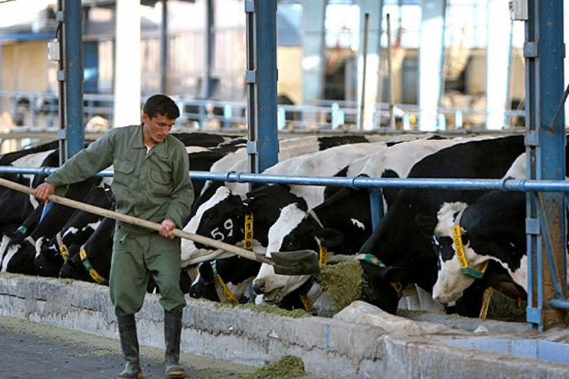 بابت افزایش قیمت شیر از مردم کرمان عذرخواهی می‌کنیم