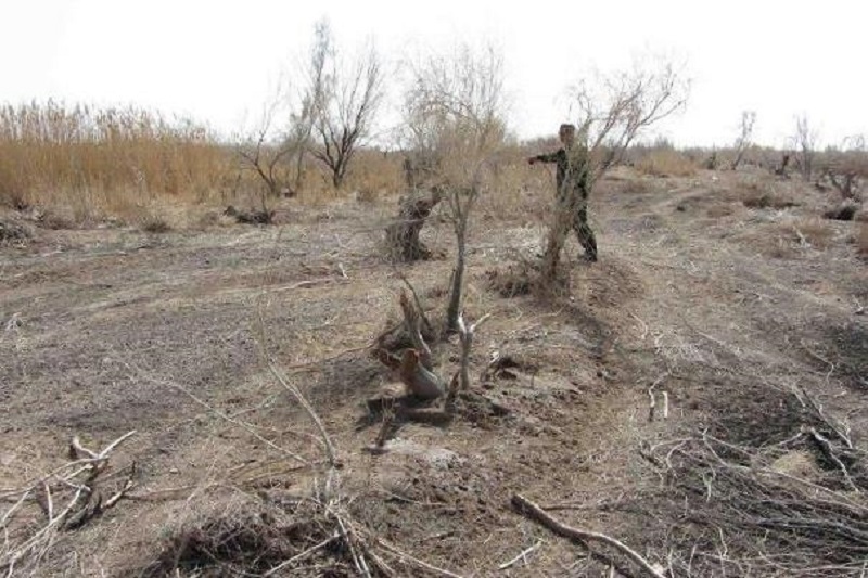 متخلّف قطع درختان تاغ 3 میلیارد تومان جریمه شد