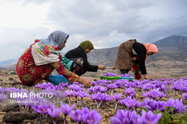 پیش‌بینی برداشت 4800 کیلوگرم زعفران از مزارع استان  