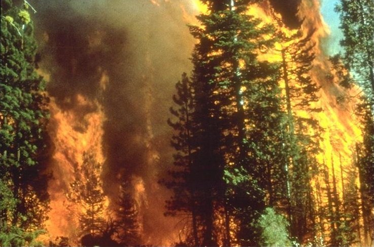   تخفیف در جریمۀ فردی که 23 درخت سرو را در کرمان سوزاند
