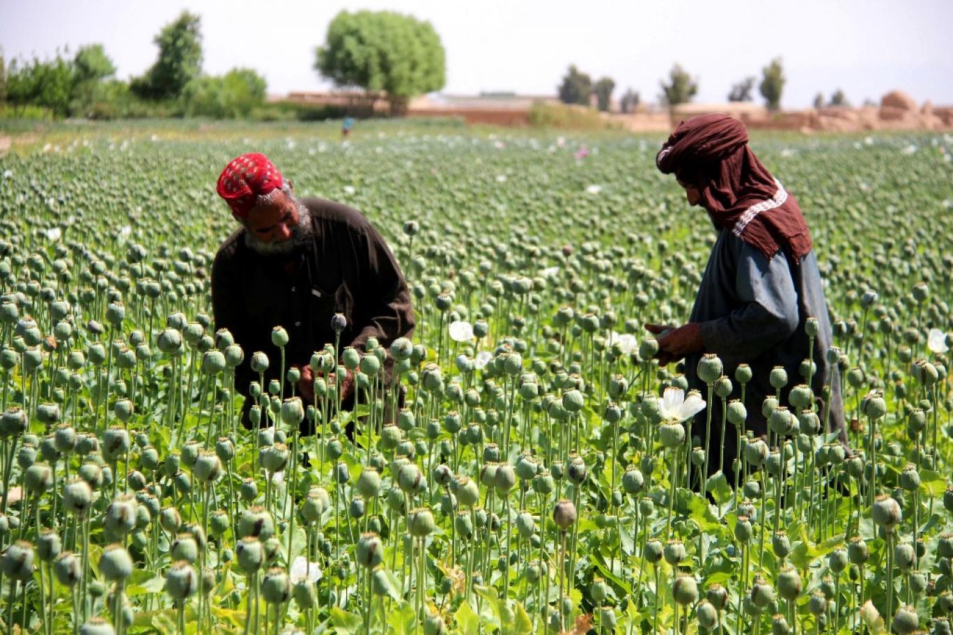   اصلاح بذر برای افزایش تولید موادمخدر در افغانستان  
