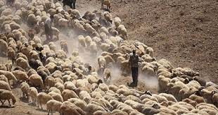  اطلاع دقیقی از جذب چوپانان ایرانی در ارمنستان نداریم