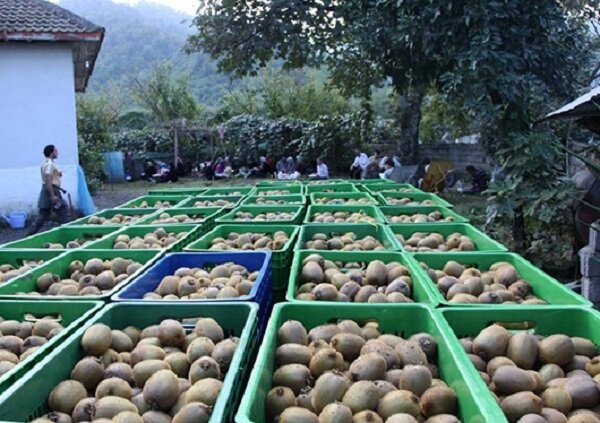  هند دیگر از ایران کیوی نمی‌خرد!