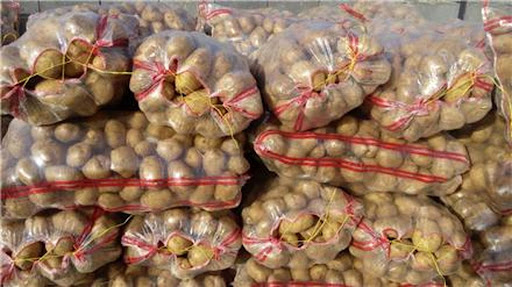  سیب‌زمینی‌های صادراتی ایران آفت نداشت  