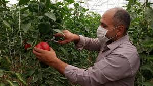   روس‌ها برای نمونه‌گیری از محصولات گلخانه‌ای به ایران می‌آیند