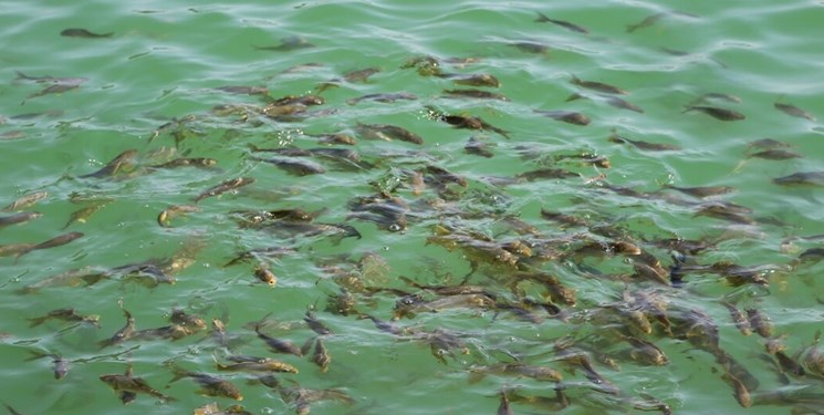  درخواست مناظره دربارۀ پرورش ماهی تیلاپیا 