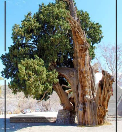  درخت سرو زکریا در ارزوئیه ثبت ملی شد