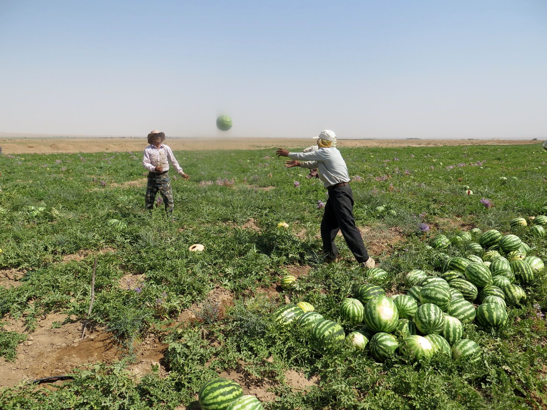 صادرات هندوانۀ ایران به عمان ممنوع شد