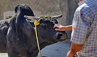 عامل سلاخی گاو کشاورز منوجانی دستگیر شد