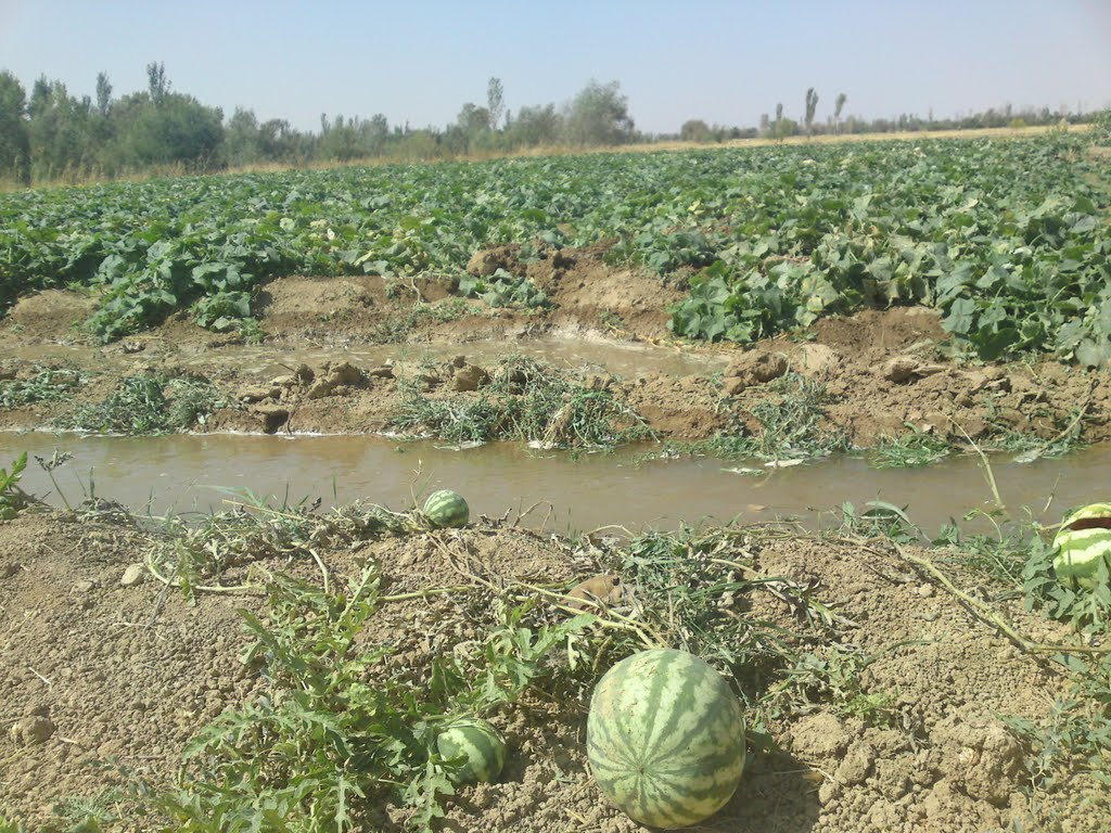  مصرف آب هندوانه بسیار کم‌تر از سایر محصولات کشاورزی است