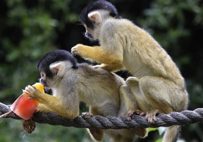  تاکنون ابتلا به آبله میمون در ایران گزارش نشده است  