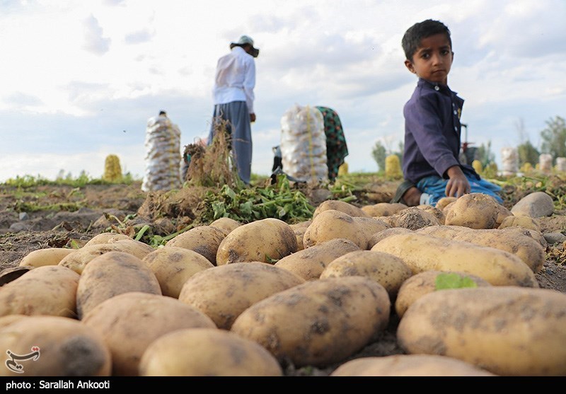 رفع مشکلات کشاورزی جنوب کرمان نیازمند اعتبارات خاص است
