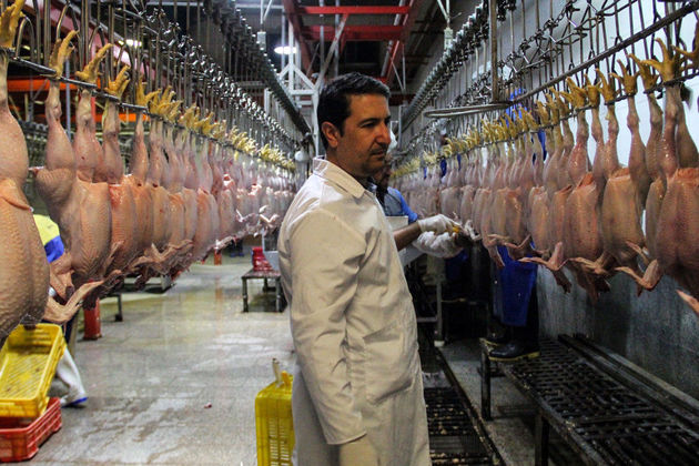 کاهش تولید مرغ در کرمان 