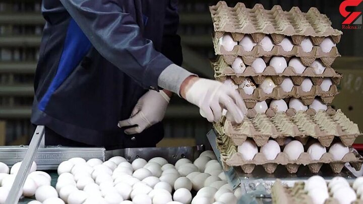 تخم‌مرغ با قیمت‌های مصوب عرضه می‌شود