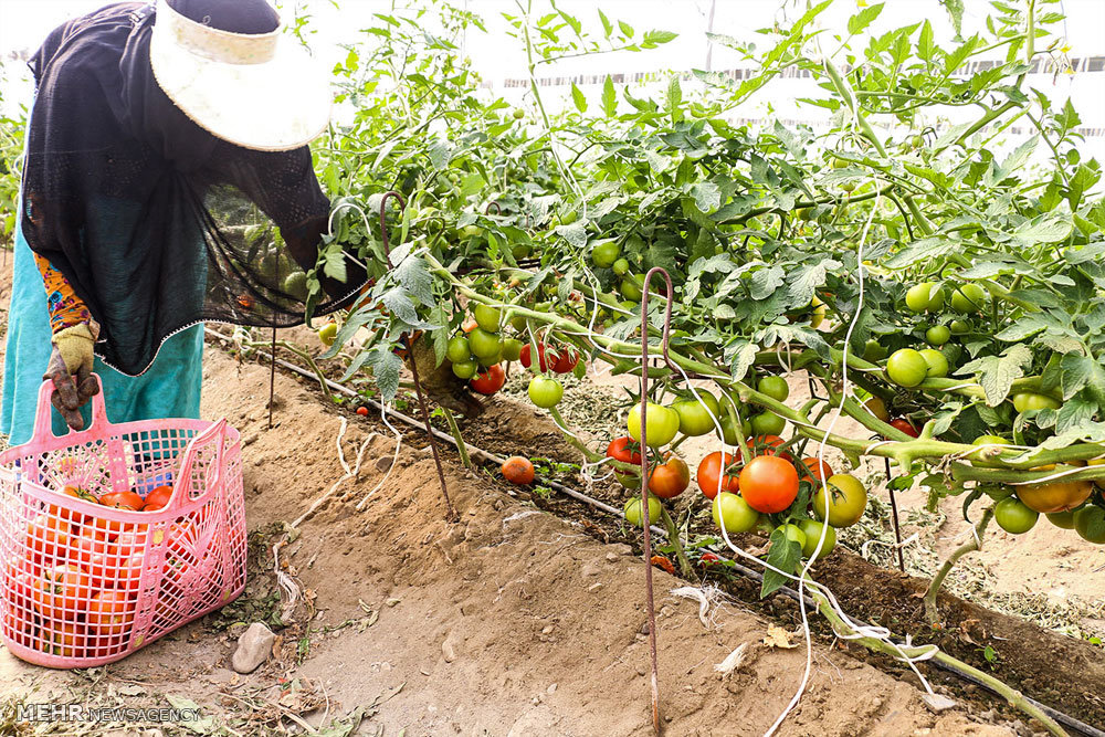 پیش‌بینی برداشت 4800 تن گوجه‌فرنگی گلخانه‌ای در نرماشیر