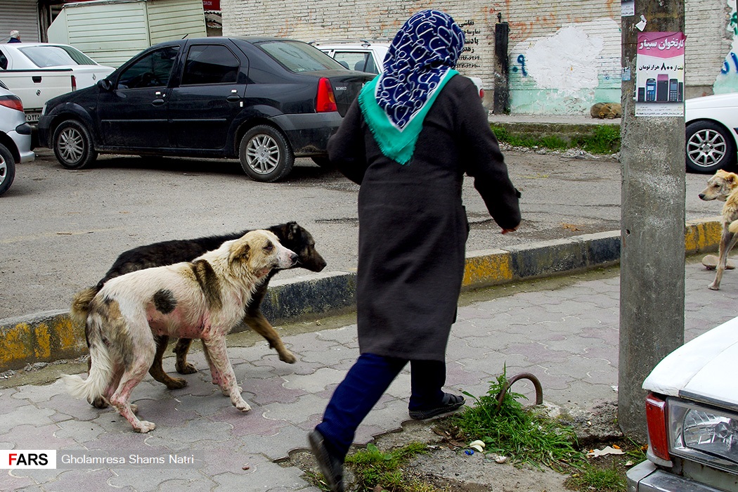 نابسامانی در ساماندهی سگ‌های بلاصاحب در کرمان