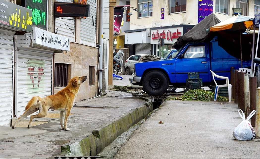 افزایش سگ‌های بلاصاحب در کرمان مشهود است
