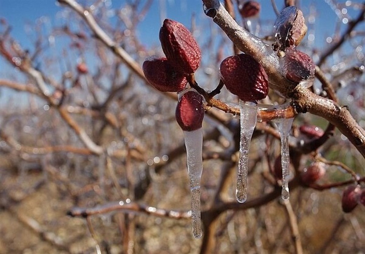 تداوم افت دما در کرمان و خطر سرمازدگی باغ‌های پسته