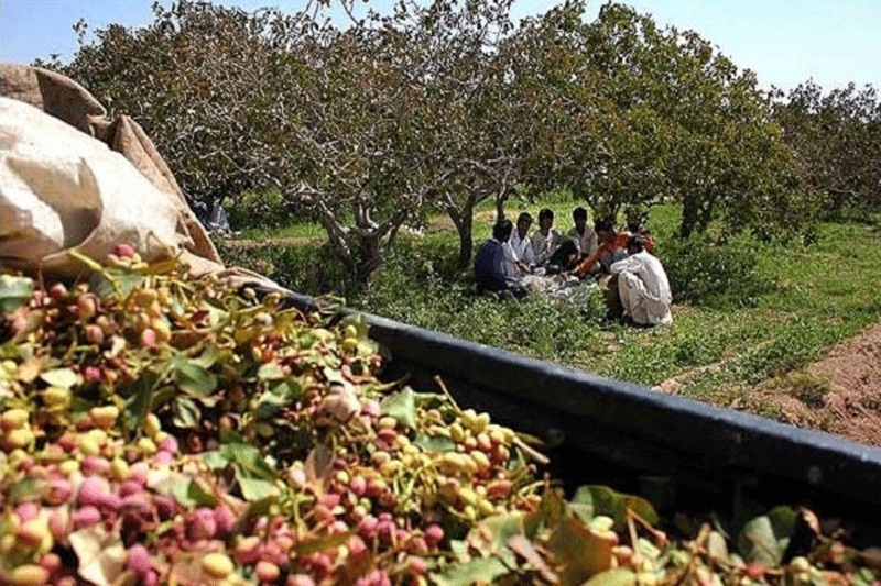‌کشاورزان از به‌کارگیری اتباع غیرمجاز و کارگران غیربومی فاقد مجوز خودداری کنند