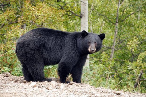 ۴ قلاده خرس سیاه آسیایی در شهرستان کهنوج مشاهده شد