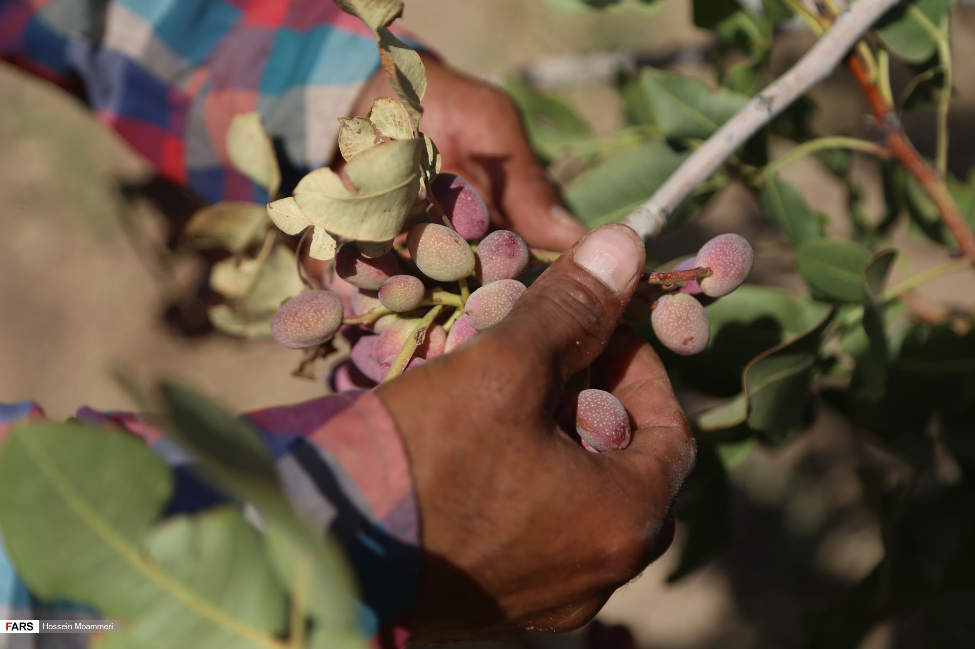 24 سارق پسته در کرمان دستگیر شدند