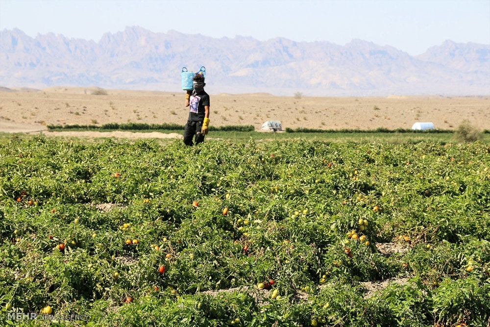 ۲۲۲ هزار هکتار از اراضی کشاورزی کرمان سنددار شده است