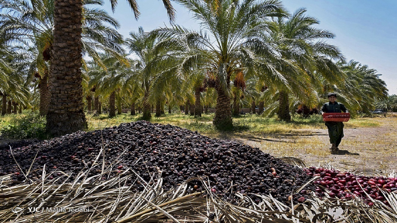 معاملۀ خونین بر سر خرید خرما