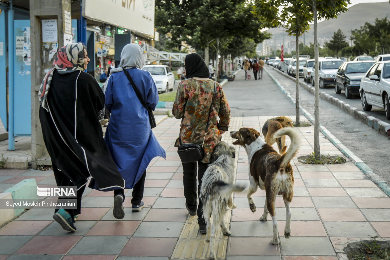 ۱۴۹۸ مورد حیوان‌گزیدگی طی سال‌جاری در رفسنجان ثبت شد