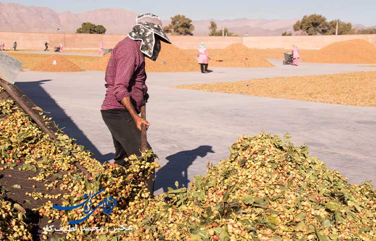 کمپین‌ «پسته را ارزان نمی‌فروشیم» برای صنعت پسته خطرناک است