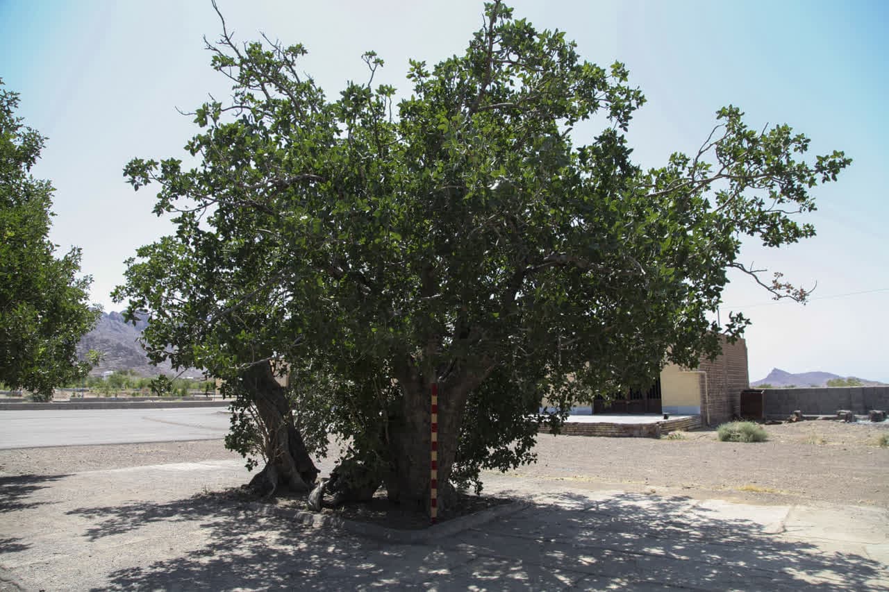 درختان بِنه 400 سالۀ روستای خنامان ثبت ملی شدند