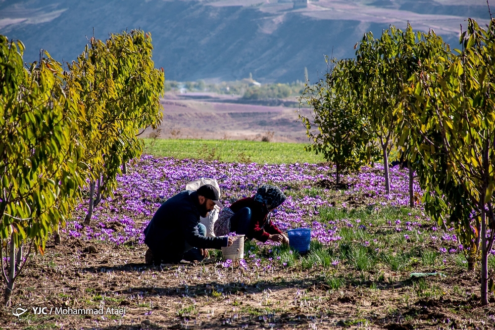 دهمین جشنواره زعفران ١١ آبان‌ در دشتخاک برگزار می‌شود