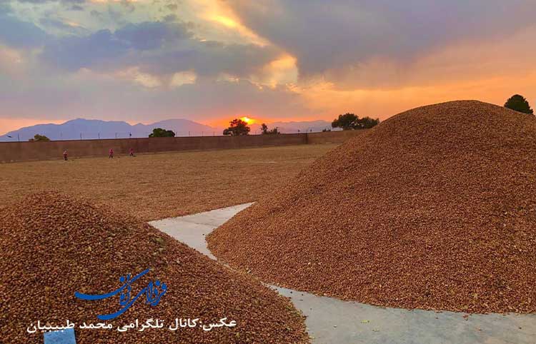  ممنوعیت صادرات پسته ایران به اتحادیه اروپا از 28 آبان‌ماه