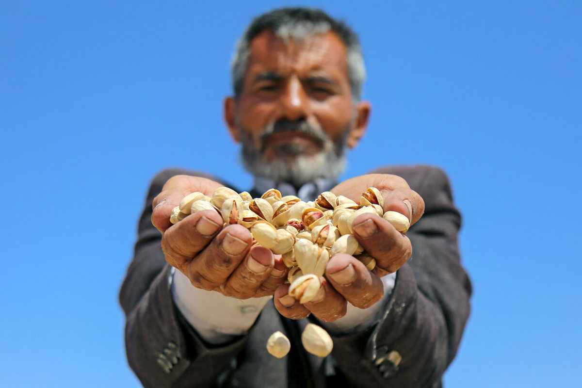 مشتریان خارجی قیمت صادرکنندگان پسته را نمی‌پذیرند