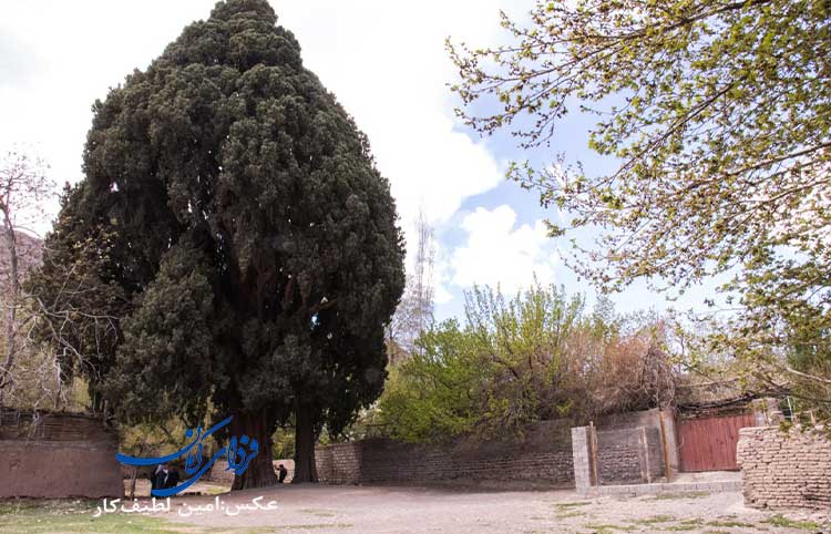 طرح جامع حفاظت از سرو سیرچ بازنگری شود